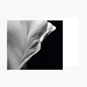 rouwprentje close-up bloem zwart-wit
